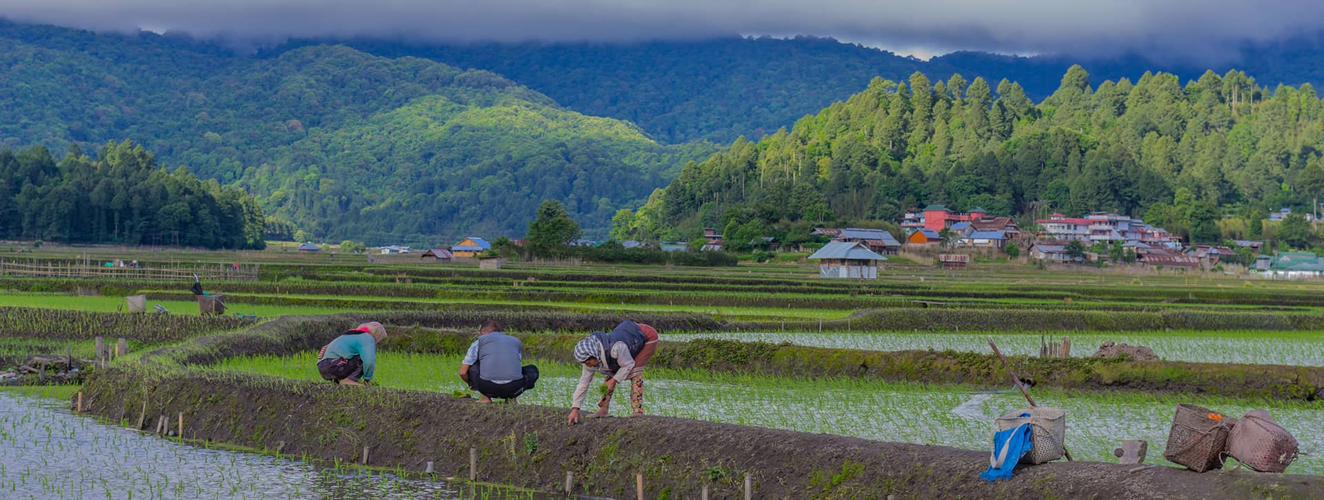 Ziro Valley Tour